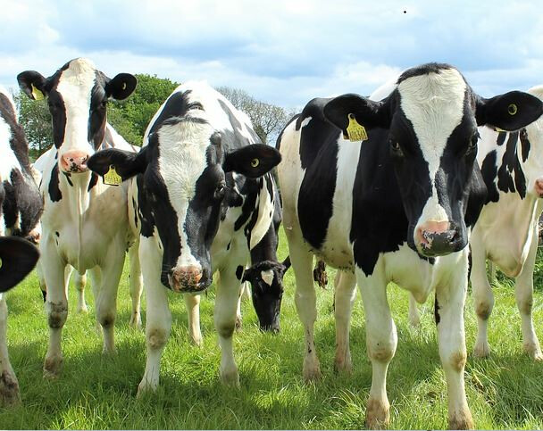 HOLSTEIN HEIFERS FOR SALE
