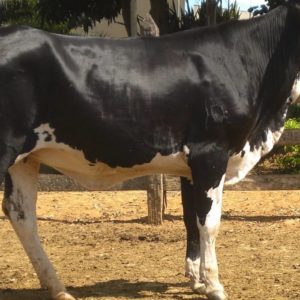Girolando cattle for sale
