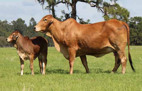 red Brahman cattle for sale