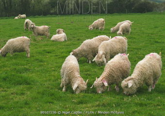 Angora Goats For Sale With Good Discount