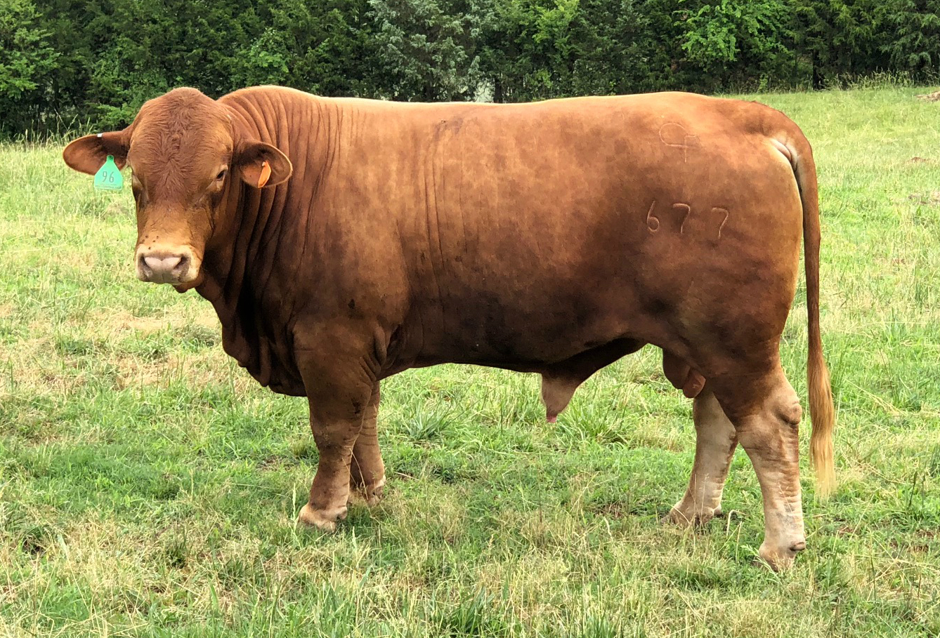 Beefmaster Cows For Sale Livestock Animal Exchange Usa