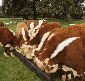 Hereford cattle for sale