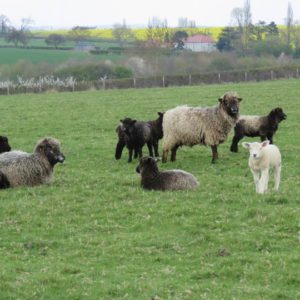 Leicester Longwool sheep