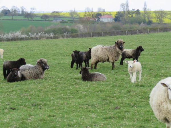 Leicester Longwool sheep