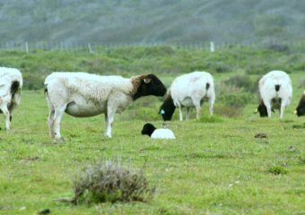 Dorper sheep breed