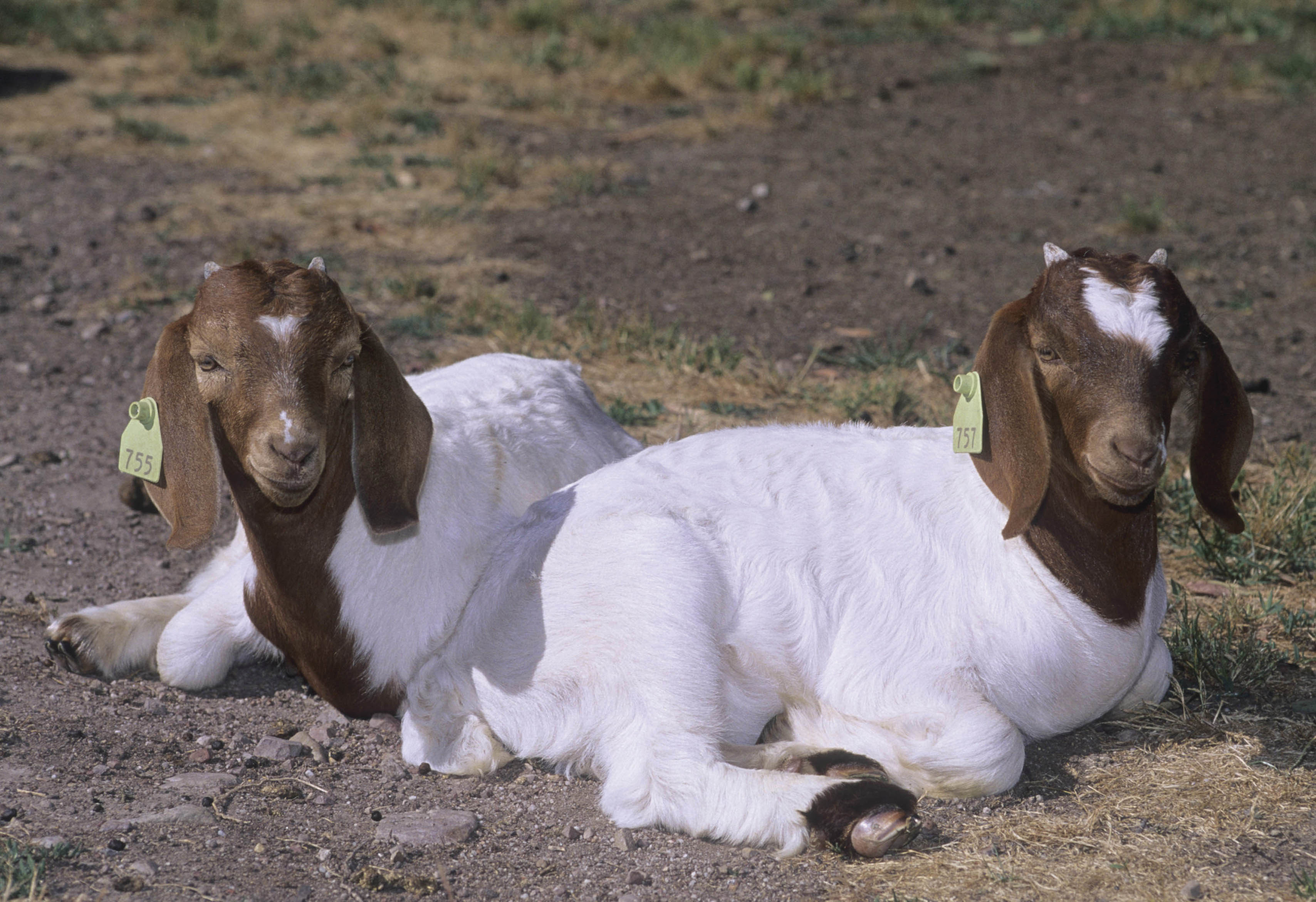 Boer goats_20216