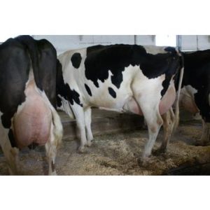 holstein cattle for sale