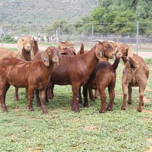 Kalahari goats for sale