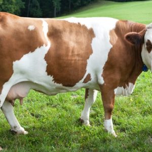 Fleckvieh cattle for sale